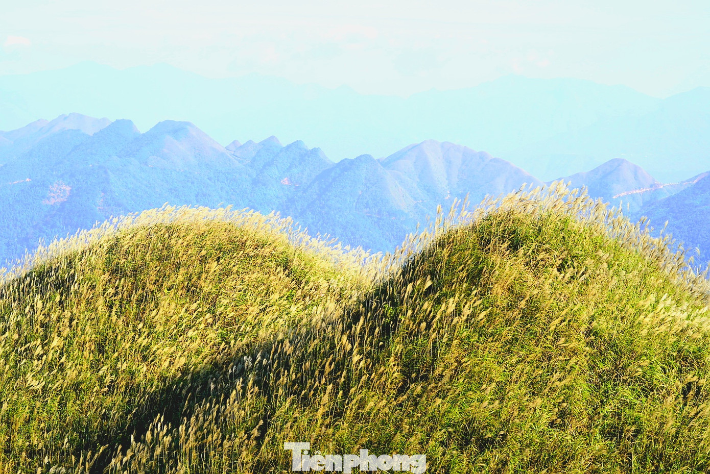 Check in 'cháy máy' mùa cỏ lau Bình Liêu đẹp ngất ngây ảnh 2