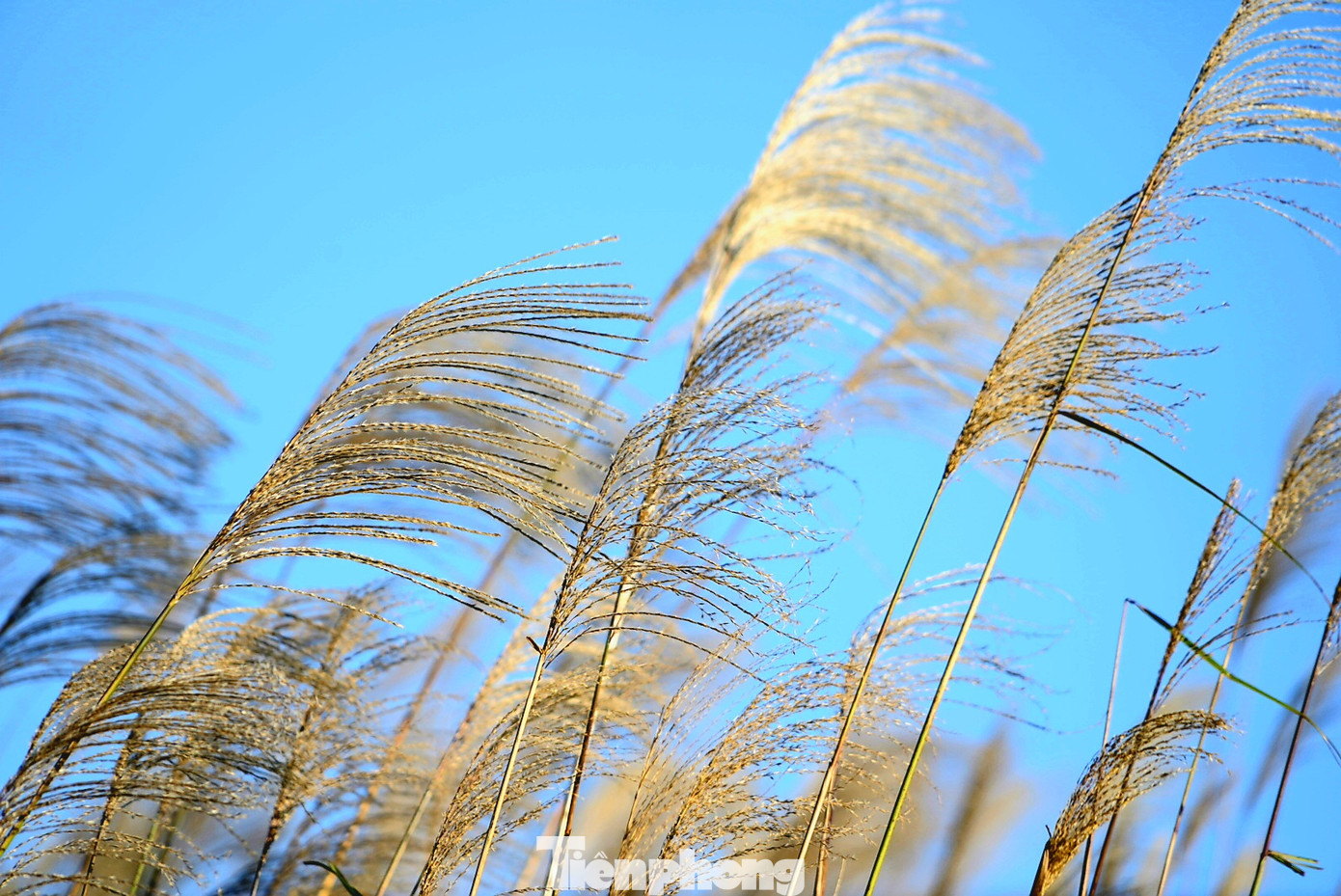 Check in 'cháy máy' mùa cỏ lau Bình Liêu đẹp ngất ngây ảnh 8