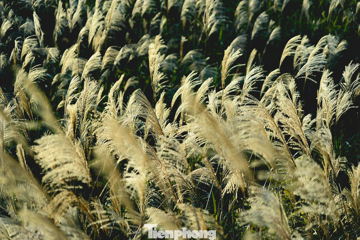 Check in 'cháy máy' mùa cỏ lau Bình Liêu đẹp ngất ngây ảnh 16