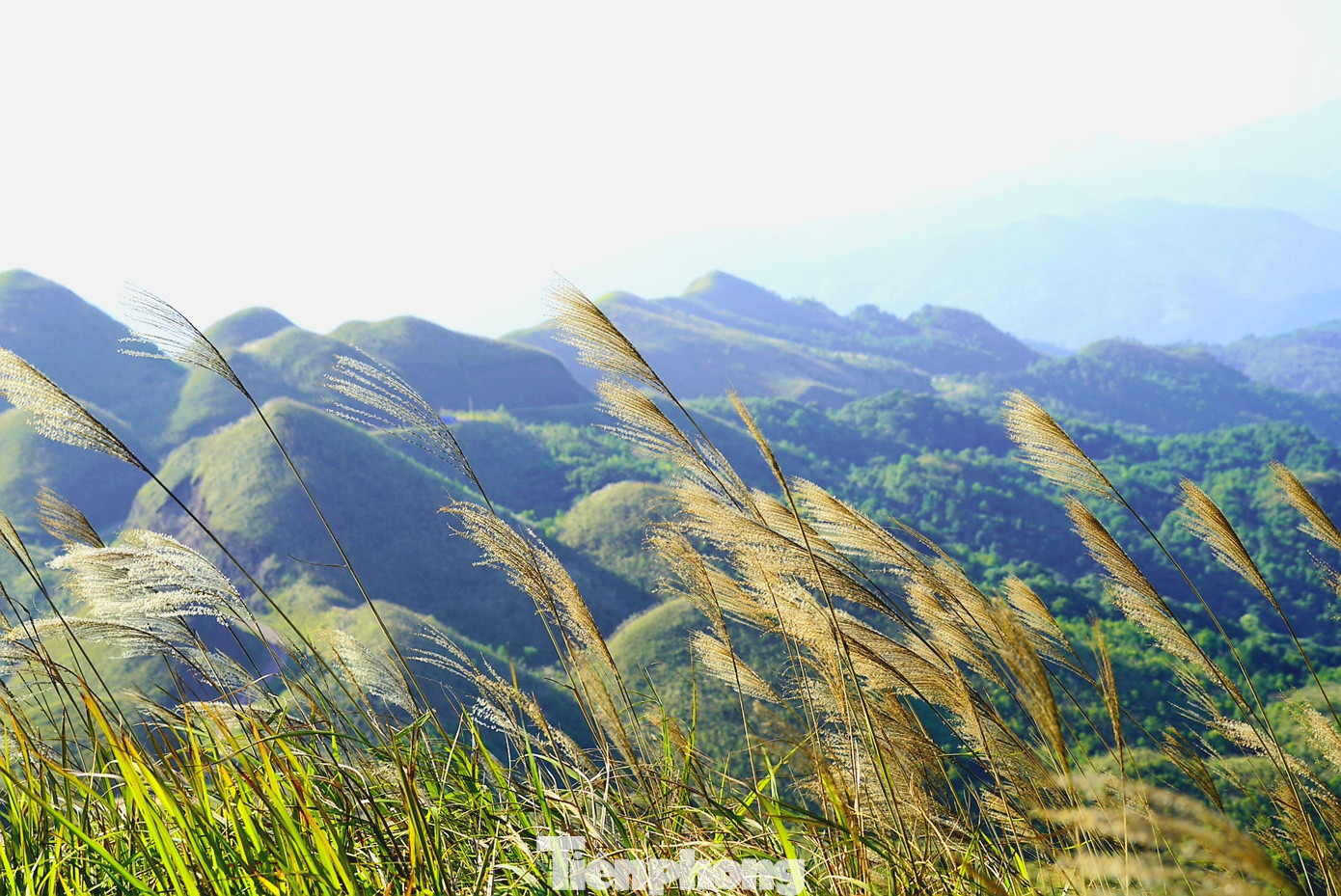 Check in 'cháy máy' mùa cỏ lau Bình Liêu đẹp ngất ngây ảnh 1