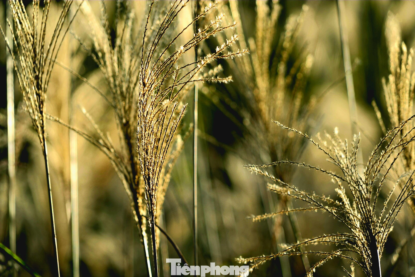 Check in 'cháy máy' mùa cỏ lau Bình Liêu đẹp ngất ngây ảnh 3