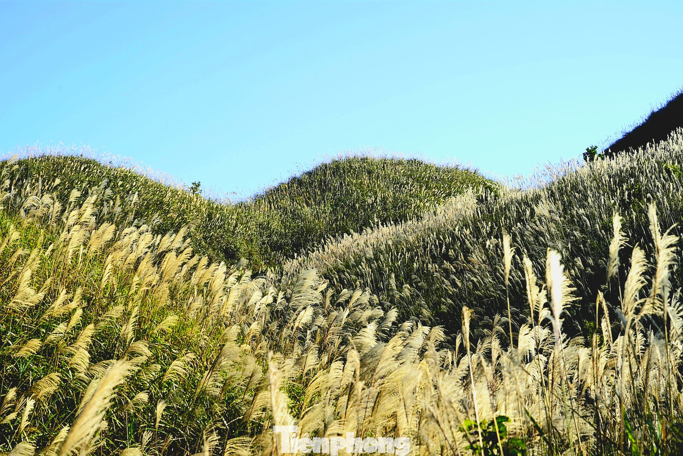 Check in 'cháy máy' mùa cỏ lau Bình Liêu đẹp ngất ngây ảnh 12