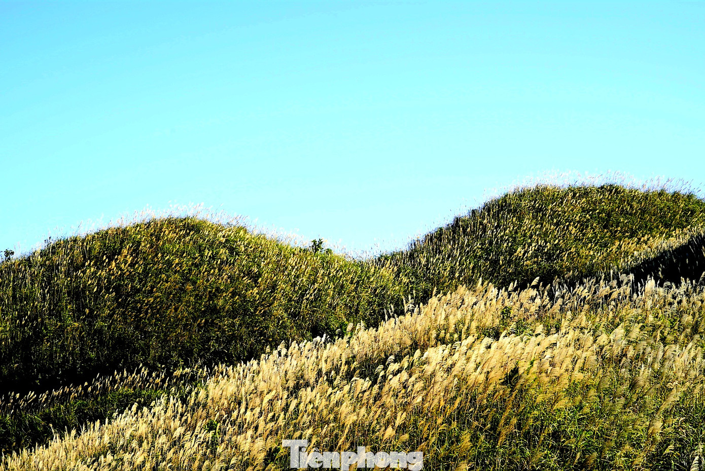 Check in 'cháy máy' mùa cỏ lau Bình Liêu đẹp ngất ngây ảnh 5