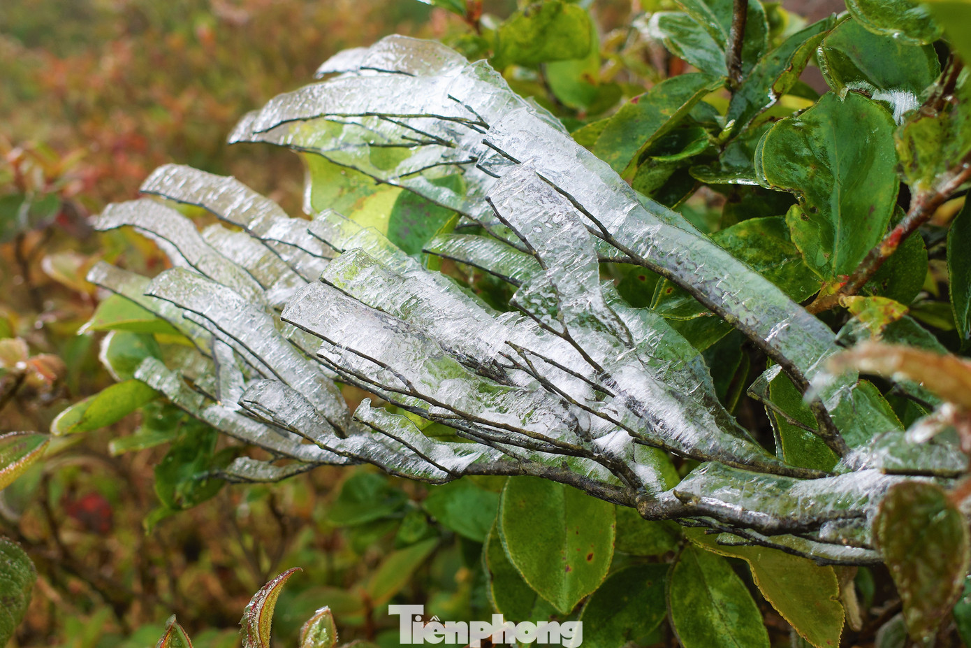 Mê mẩn ngắm cảnh băng tuyết phủ trắng Bình Liêu ảnh 4