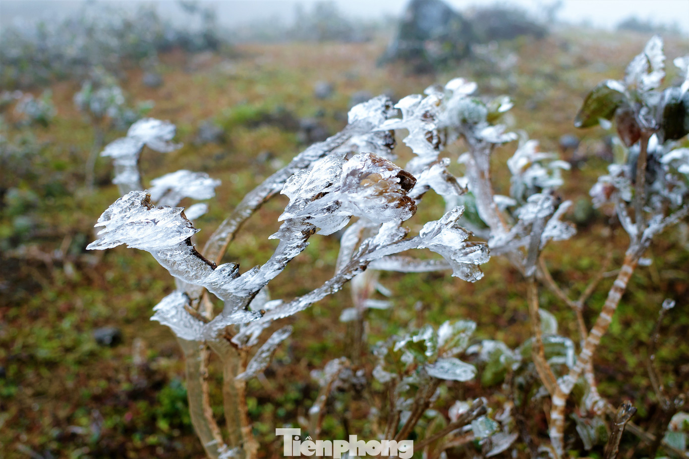 Mê mẩn ngắm cảnh băng tuyết phủ trắng Bình Liêu ảnh 6