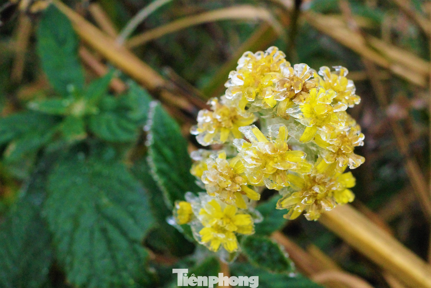 Mê mẩn ngắm cảnh băng tuyết phủ trắng Bình Liêu ảnh 11