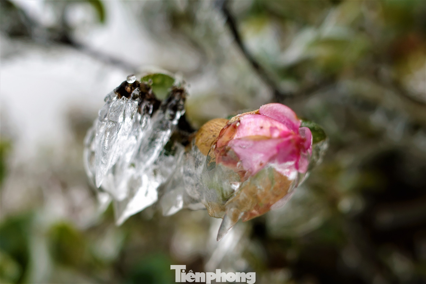 Mê mẩn ngắm cảnh băng tuyết phủ trắng Bình Liêu ảnh 12