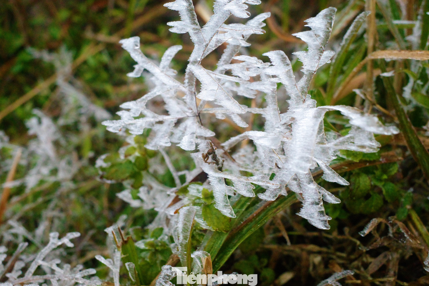 Mê mẩn ngắm cảnh băng tuyết phủ trắng Bình Liêu ảnh 16