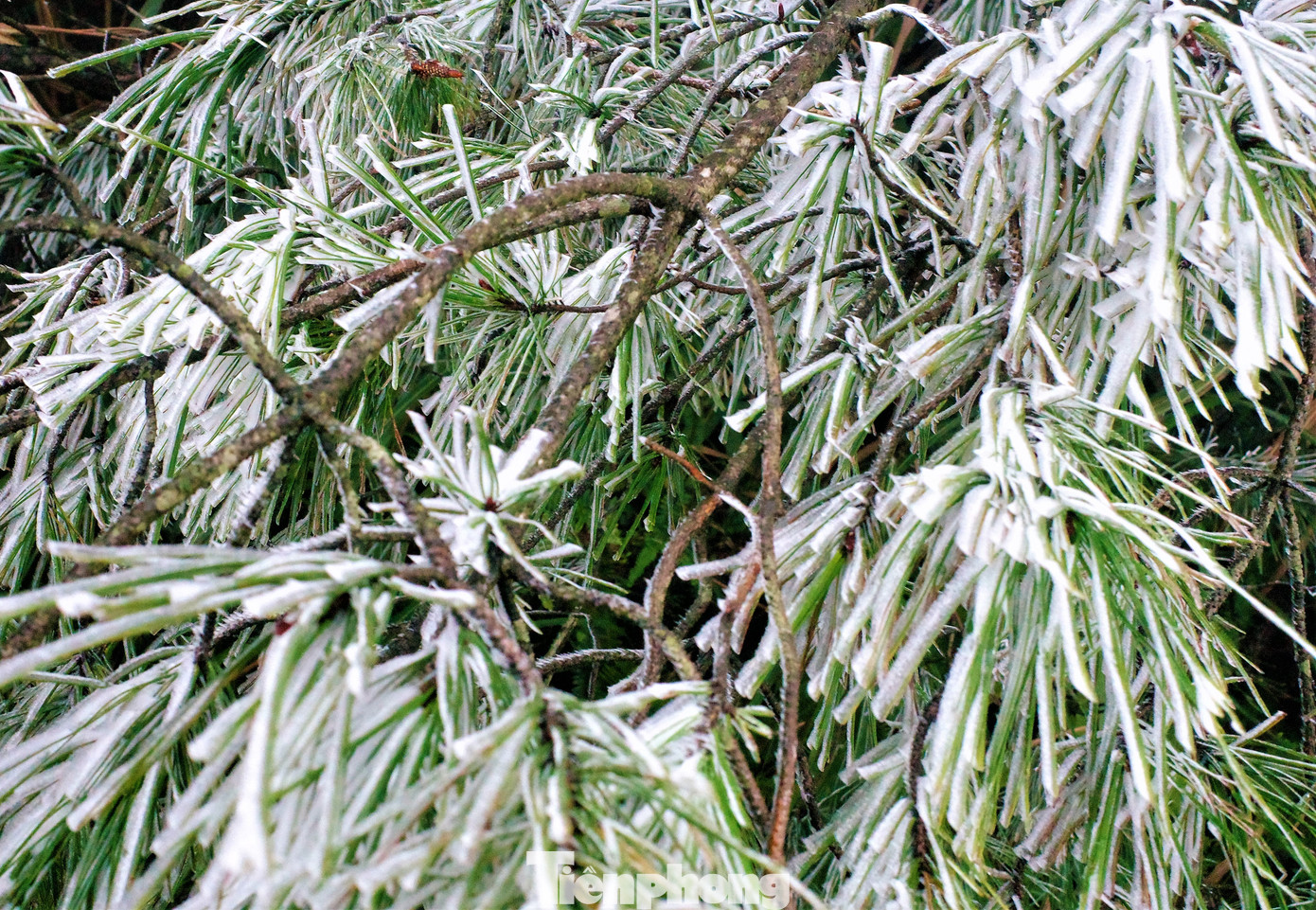 Mê mẩn ngắm cảnh băng tuyết phủ trắng Bình Liêu ảnh 15