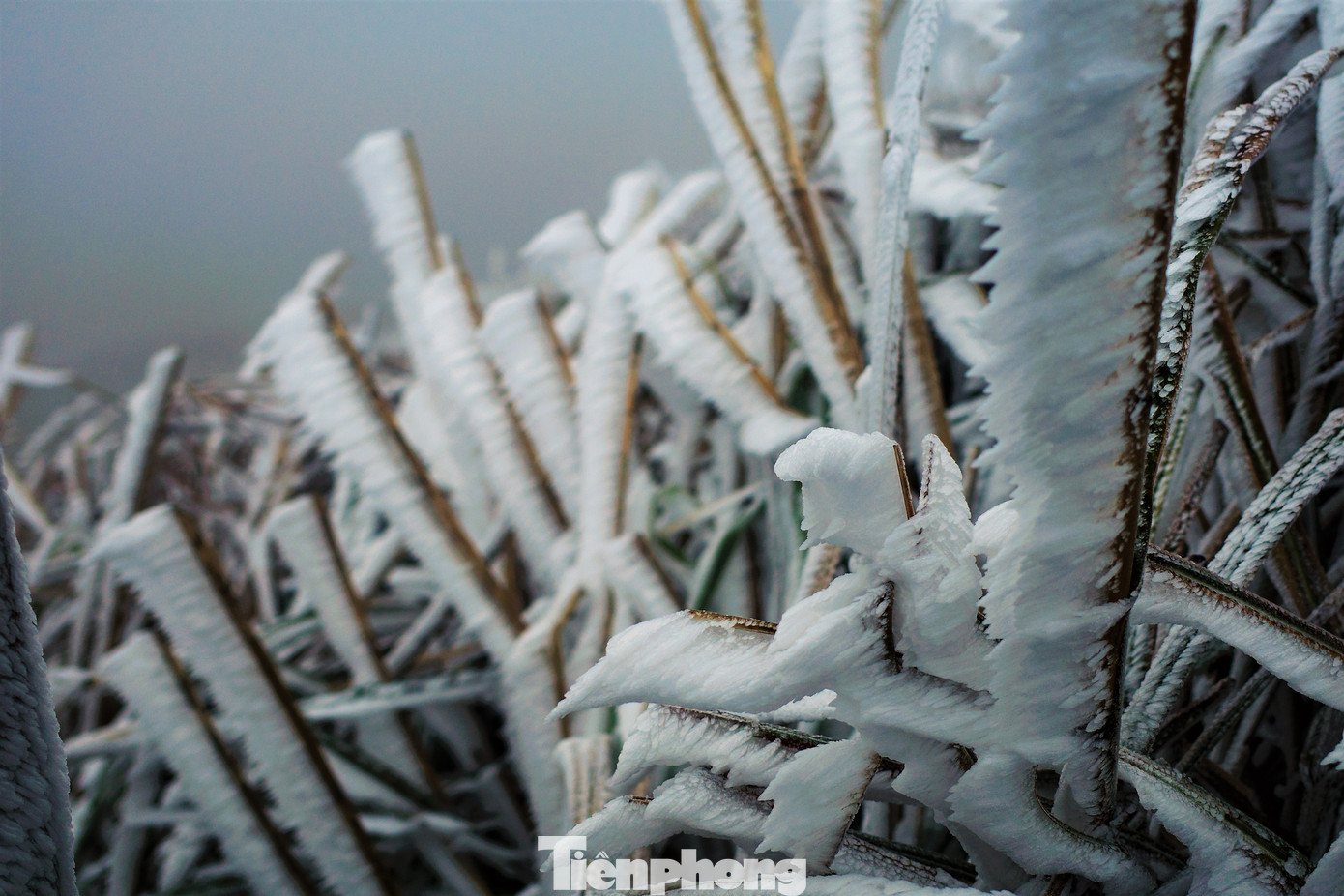 Mê mẩn ngắm cảnh băng tuyết phủ trắng Bình Liêu ảnh 9