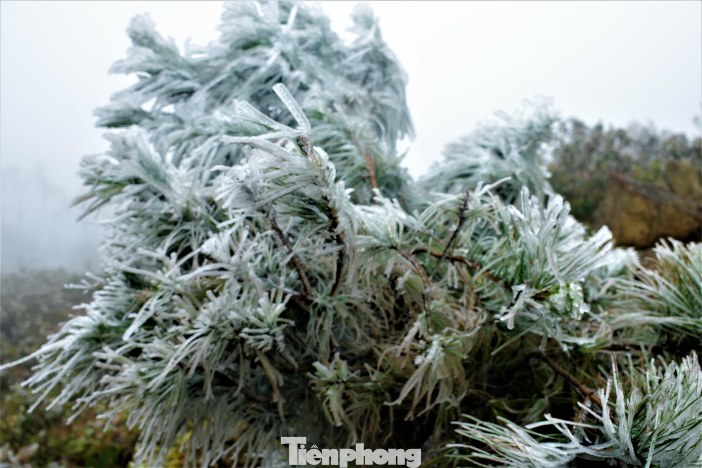 Mê mẩn ngắm cảnh băng tuyết phủ trắng Bình Liêu ảnh 14