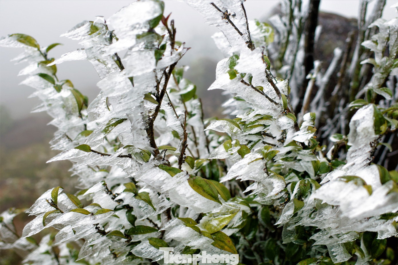 Mê mẩn ngắm cảnh băng tuyết phủ trắng Bình Liêu ảnh 2