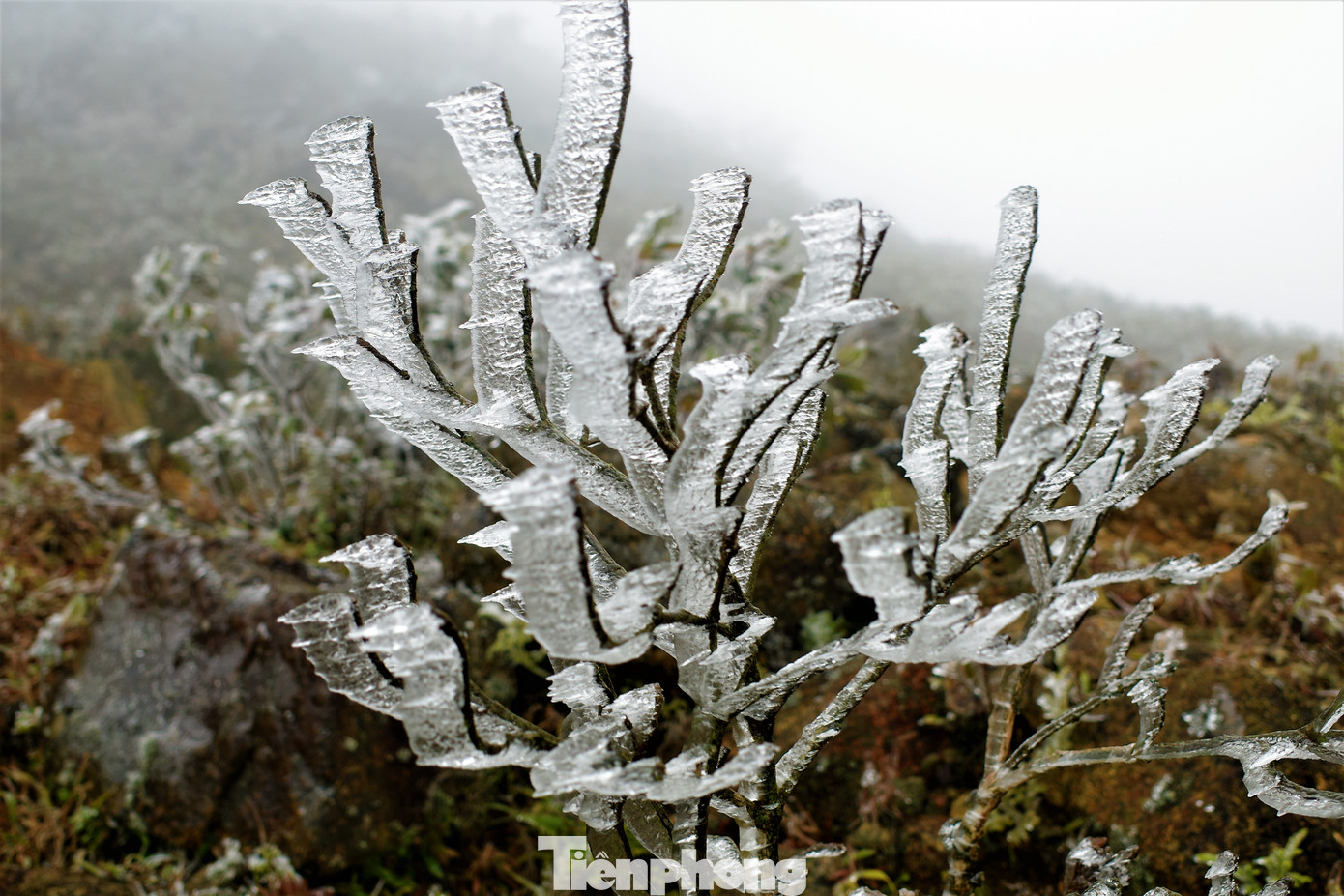 Mê mẩn ngắm cảnh băng tuyết phủ trắng Bình Liêu ảnh 8