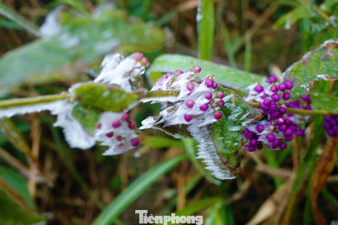 Mê mẩn ngắm cảnh băng tuyết phủ trắng Bình Liêu ảnh 13