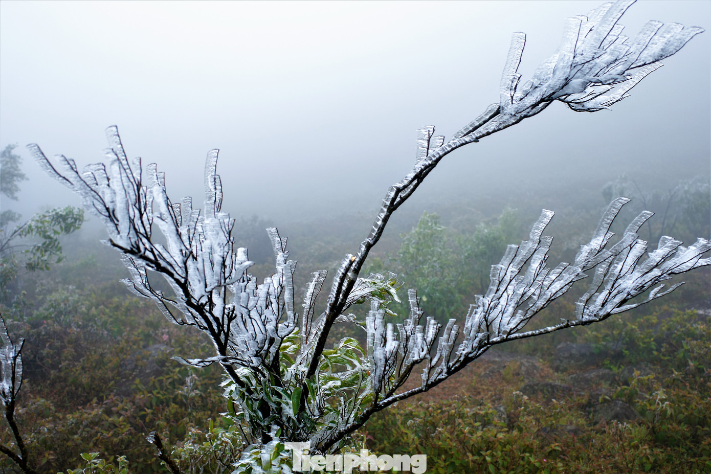 Mê mẩn ngắm cảnh băng tuyết phủ trắng Bình Liêu ảnh 5