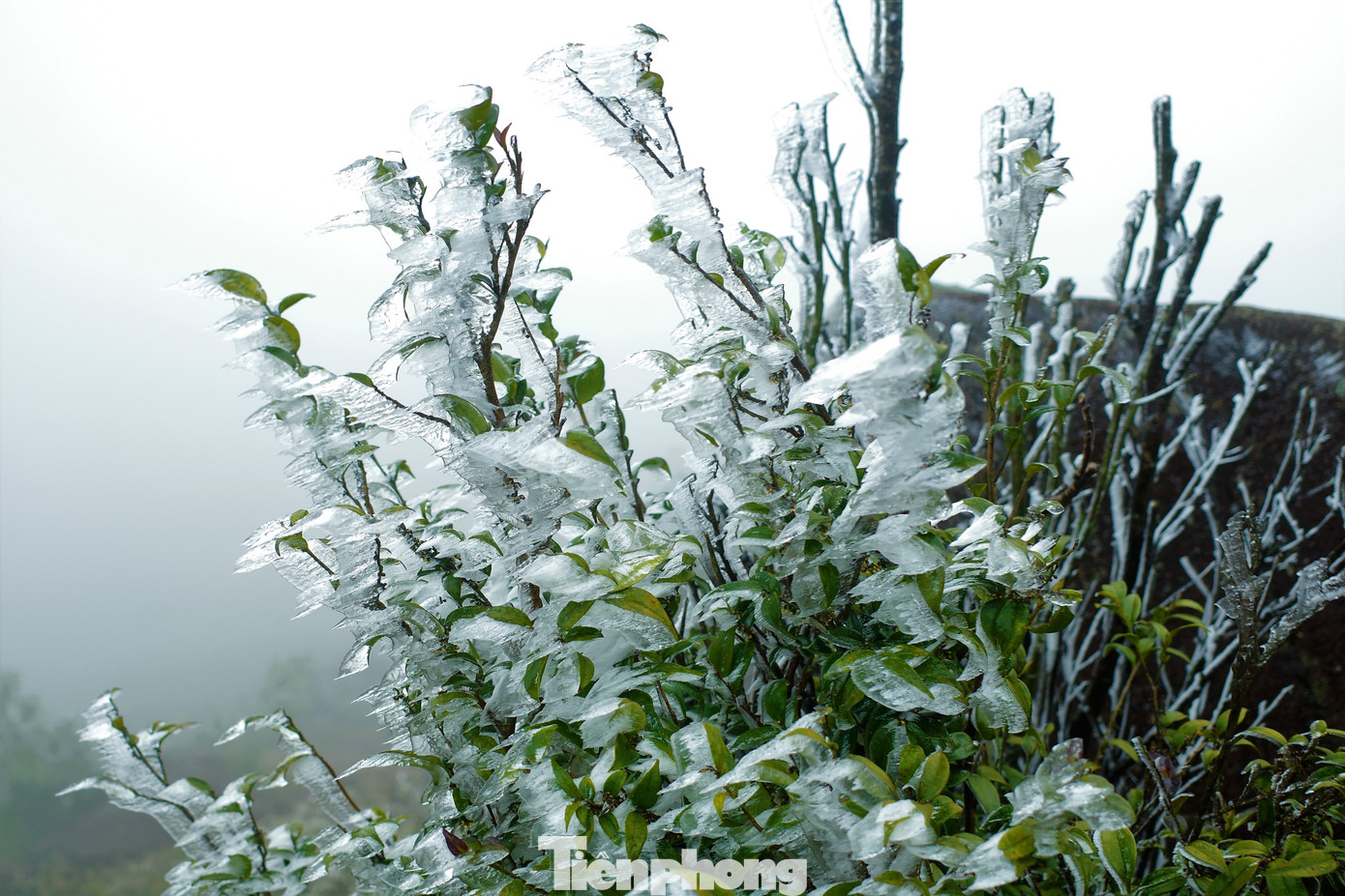 Mê mẩn ngắm cảnh băng tuyết phủ trắng Bình Liêu ảnh 1