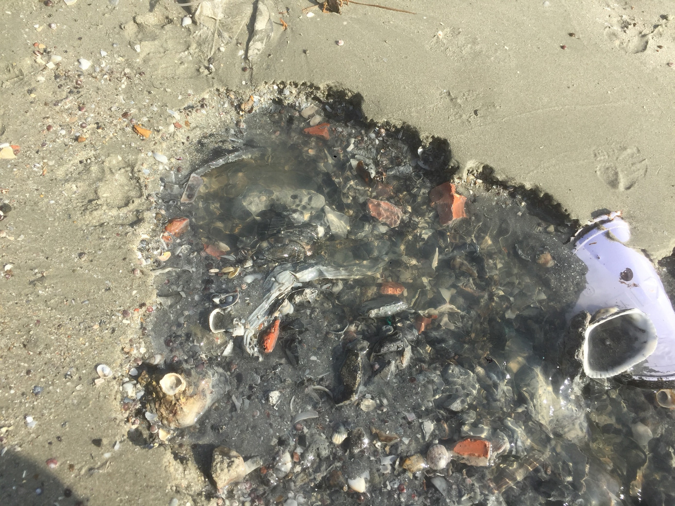 Xe dán tên công ty môi trường đổ trộm chất thải ở 'đảo ngọc' Cô Tô ảnh 4