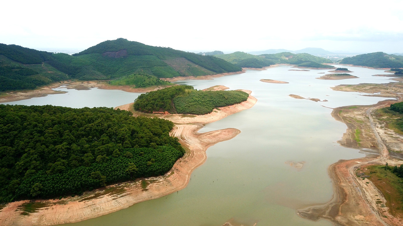 Điều chưa từng xảy ra ở hồ nước ngọt lớn nhất Quảng Ninh: Bò 'dạo chơi' giữa lòng hồ ảnh 1