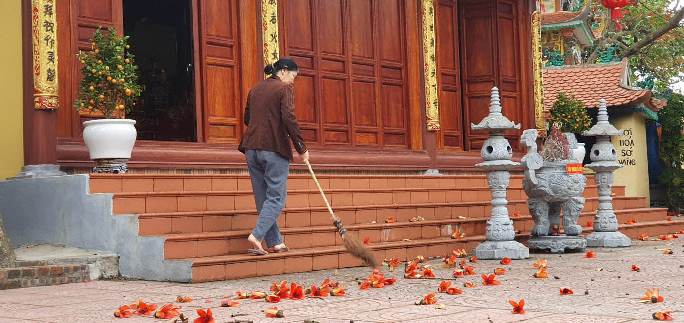 Trầm trồ vẻ đẹp 5 gốc gạo cổ thụ độc đáo ở Đồ Sơn ảnh 9