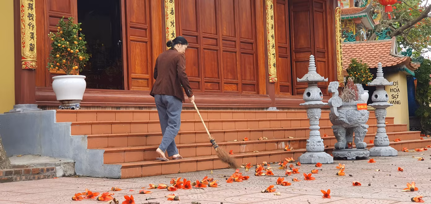 Trầm trồ vẻ đẹp 5 gốc gạo cổ thụ độc đáo ở Đồ Sơn ảnh 9
