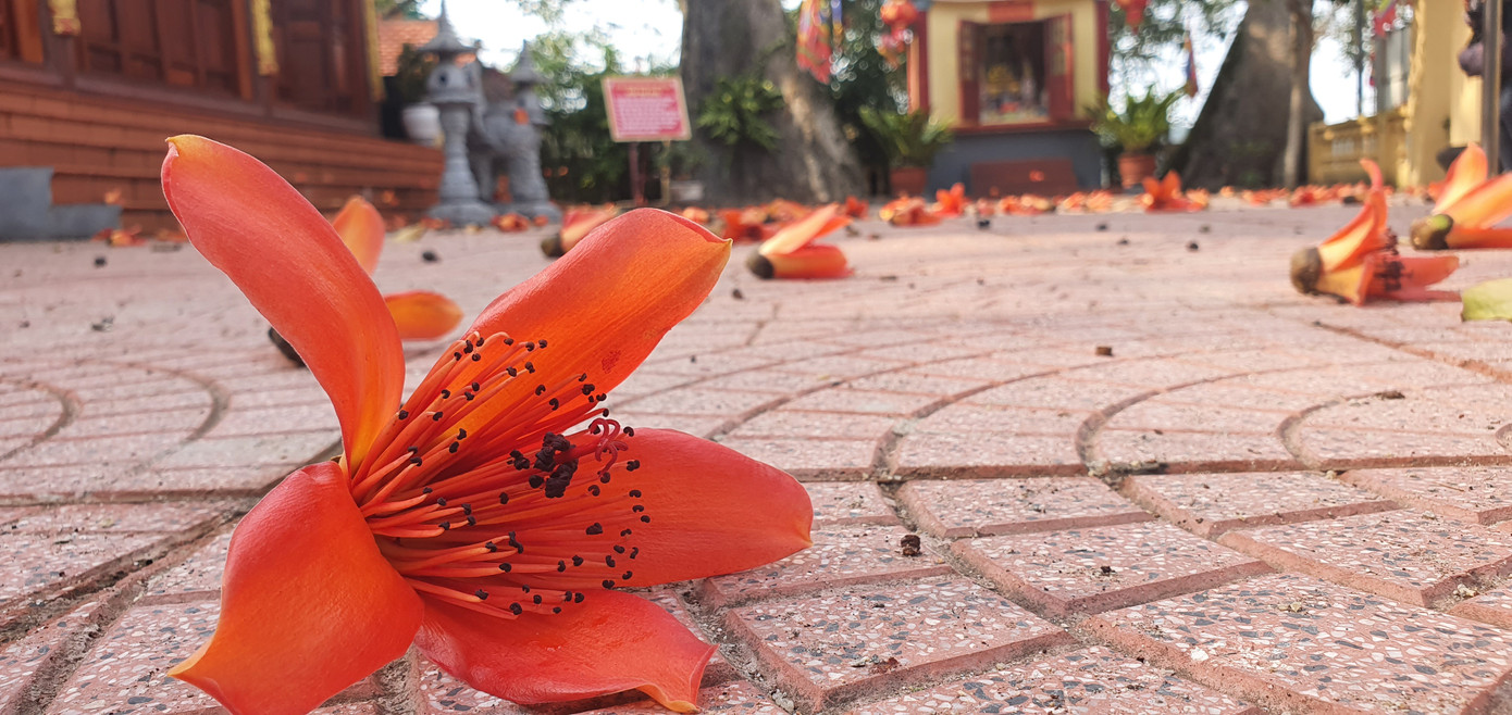 Trầm trồ vẻ đẹp 5 gốc gạo cổ thụ độc đáo ở Đồ Sơn ảnh 11