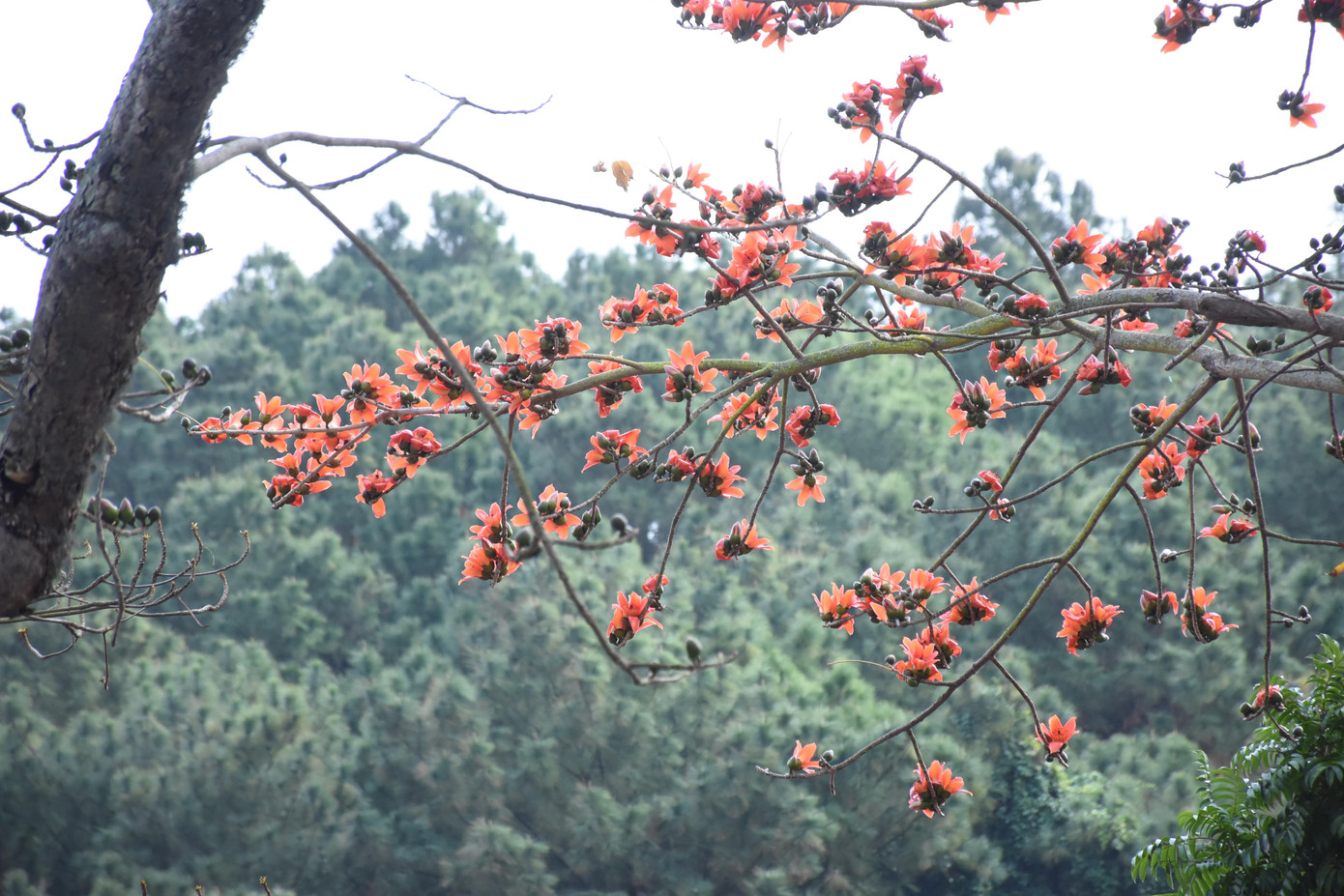 Trầm trồ vẻ đẹp 5 gốc gạo cổ thụ độc đáo ở Đồ Sơn ảnh 7