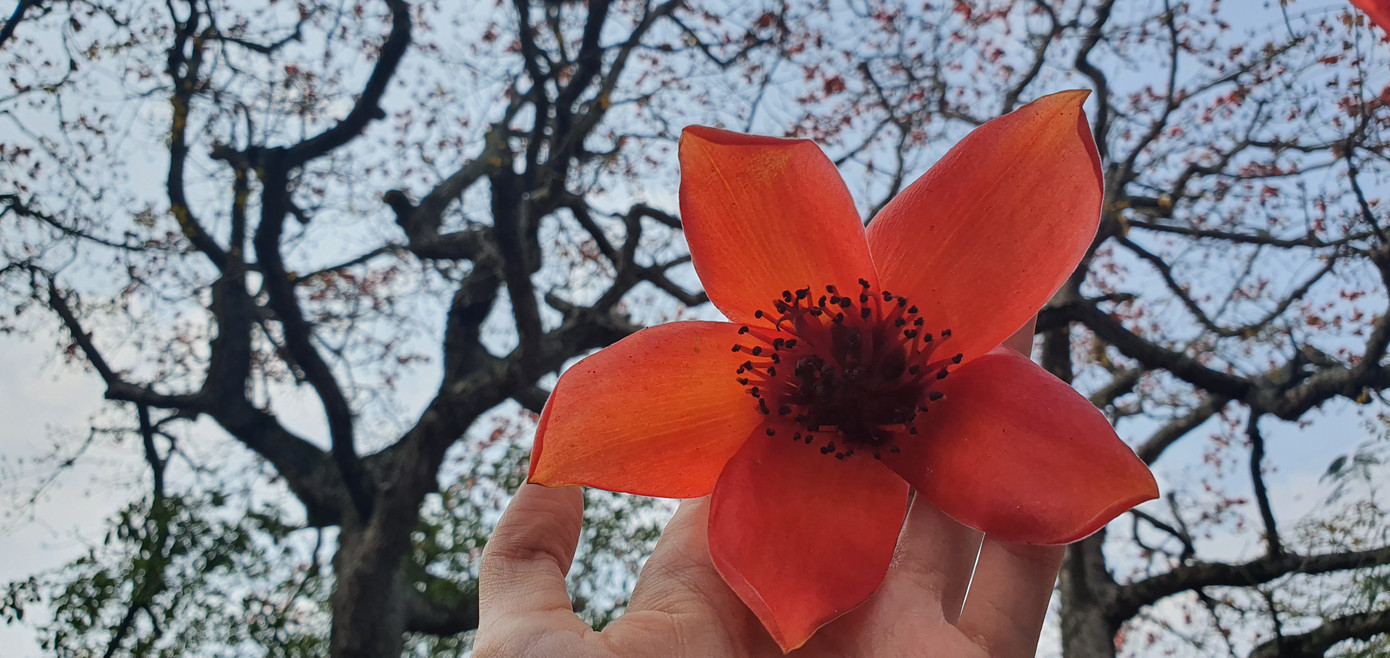 Trầm trồ vẻ đẹp 5 gốc gạo cổ thụ độc đáo ở Đồ Sơn ảnh 8