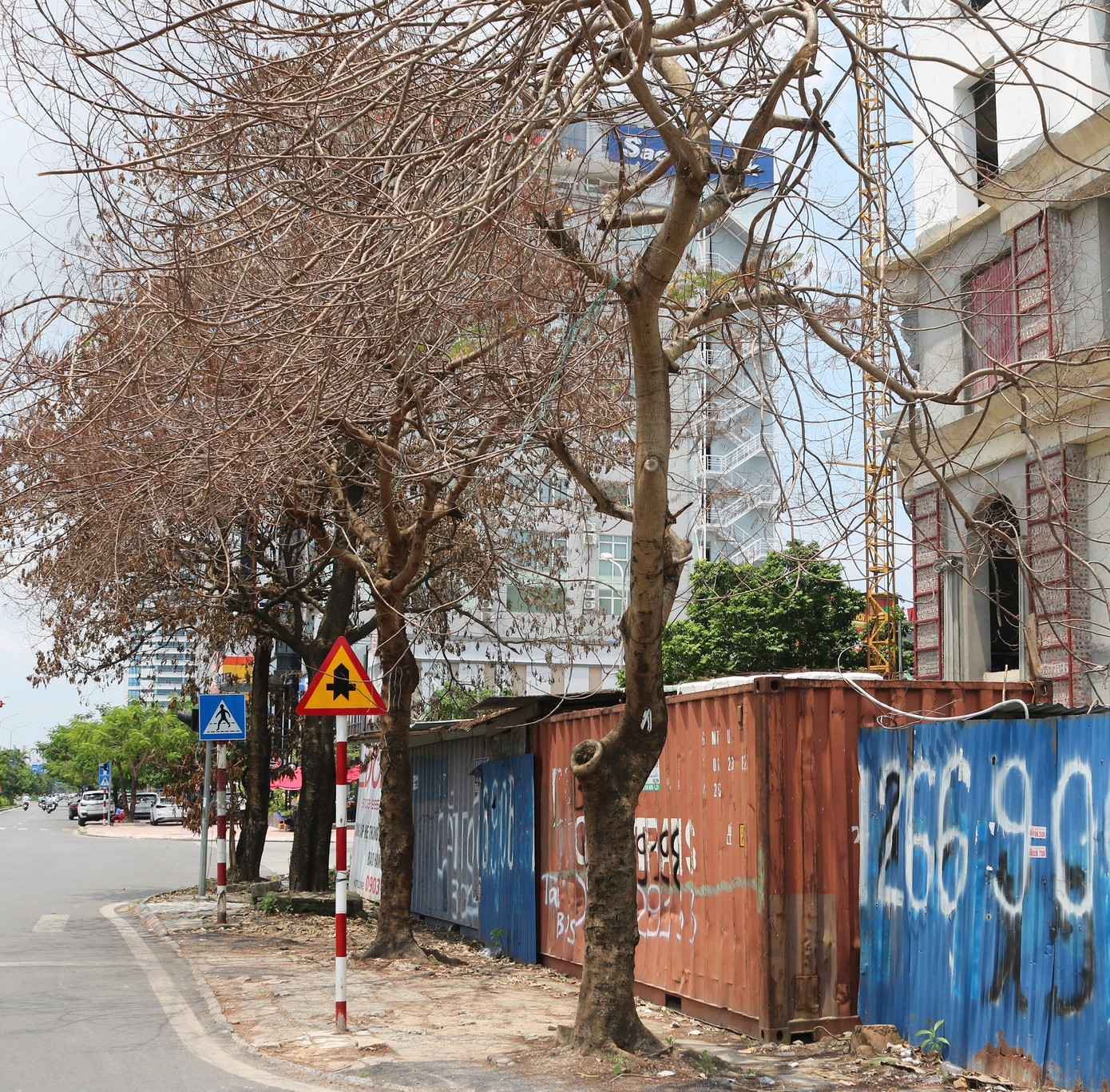 Nghi vấn hàng loạt cây xanh ở Hải Phòng bị 'bức tử' ảnh 1