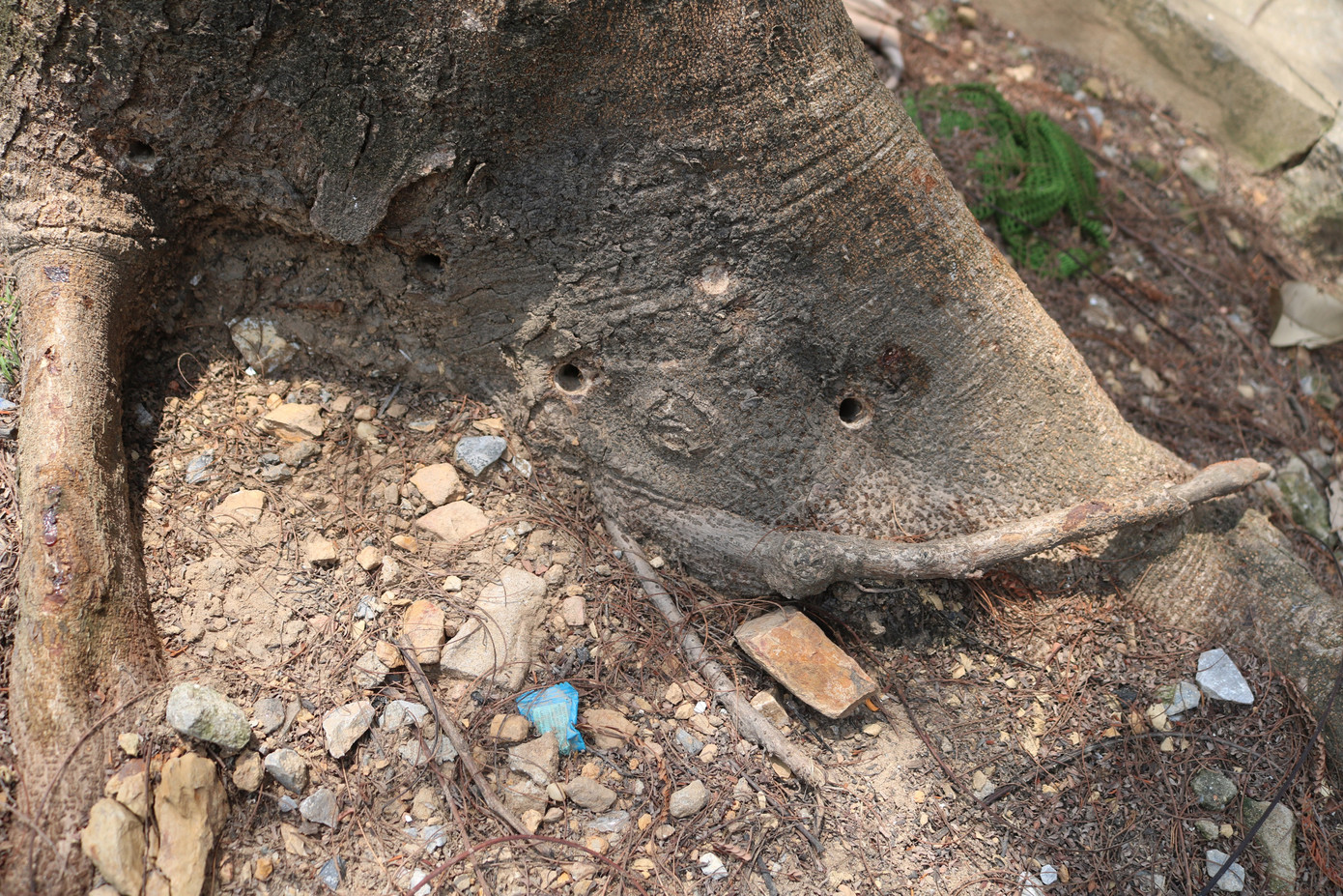 Nghi vấn hàng loạt cây xanh ở Hải Phòng bị 'bức tử' ảnh 3