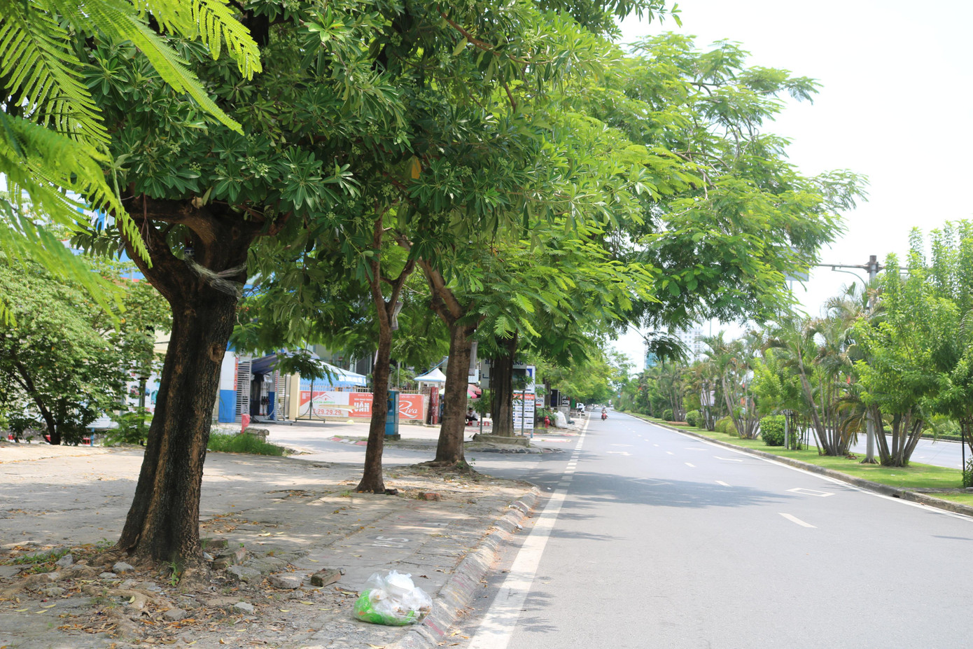 Nghi vấn hàng loạt cây xanh ở Hải Phòng bị 'bức tử' ảnh 2