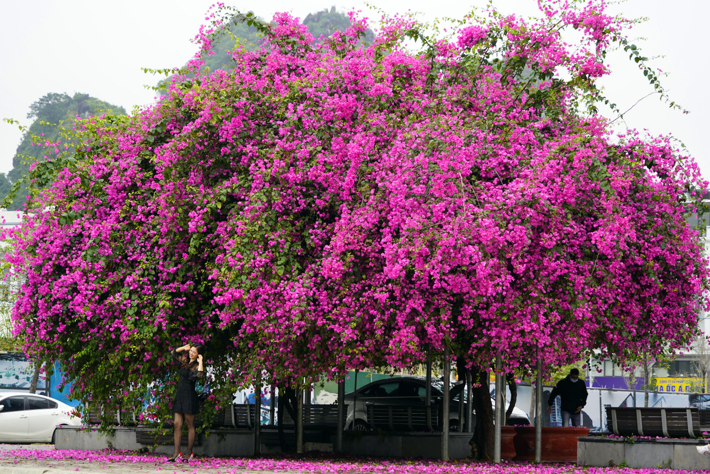 Cây hoa giấy 'hot' nhất Quảng Ninh được giới trẻ săn đón ảnh 1