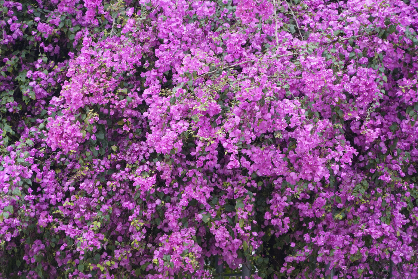 Cây hoa giấy 'hot' nhất Quảng Ninh được giới trẻ săn đón ảnh 5