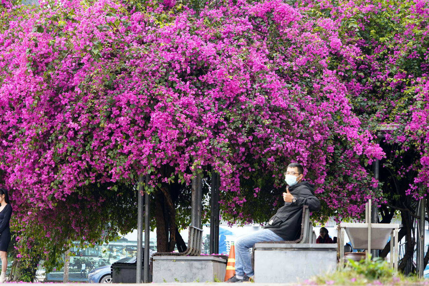 Cây hoa giấy 'hot' nhất Quảng Ninh được giới trẻ săn đón ảnh 8