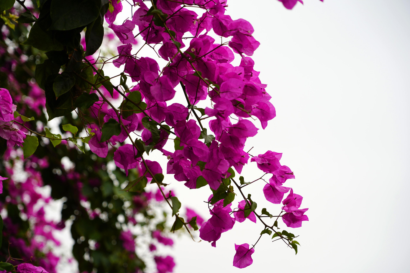 Cây hoa giấy 'hot' nhất Quảng Ninh được giới trẻ săn đón ảnh 4