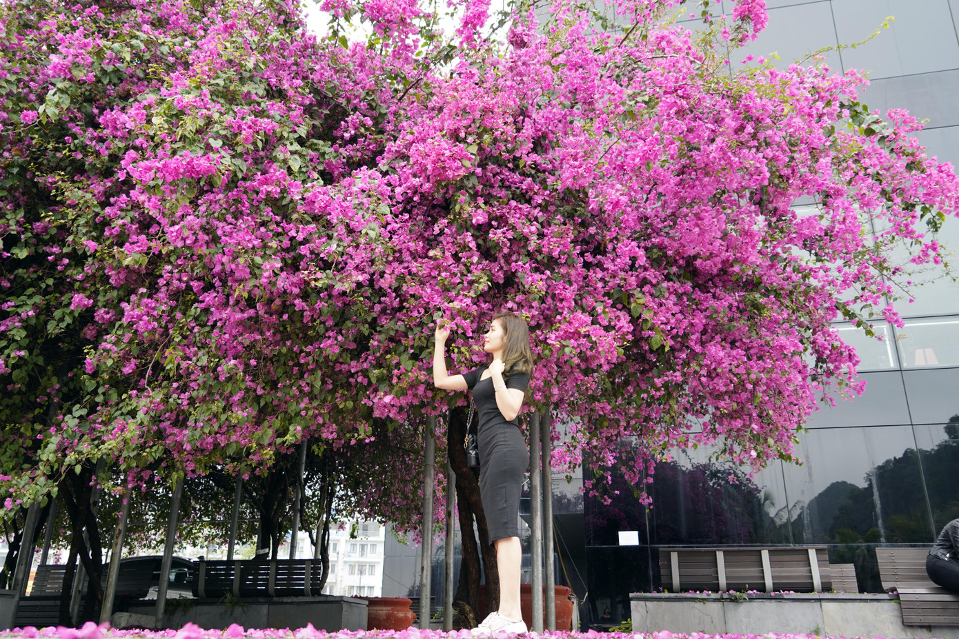 Cây hoa giấy 'hot' nhất Quảng Ninh được giới trẻ săn đón ảnh 2