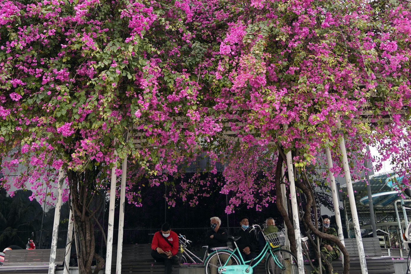 Cây hoa giấy 'hot' nhất Quảng Ninh được giới trẻ săn đón ảnh 7