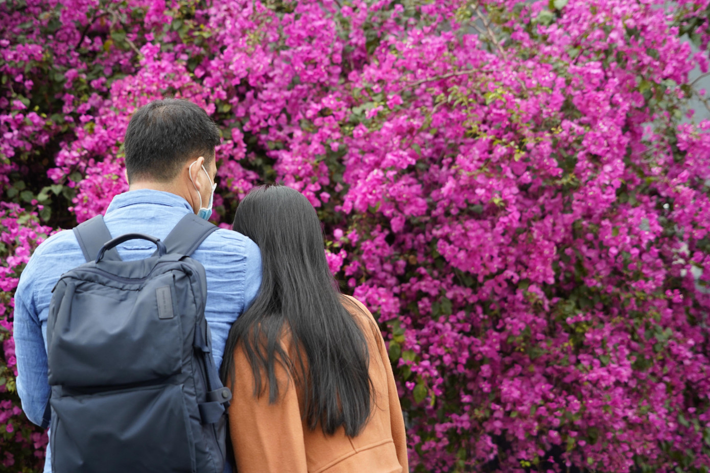 Cây hoa giấy 'hot' nhất Quảng Ninh được giới trẻ săn đón ảnh 3