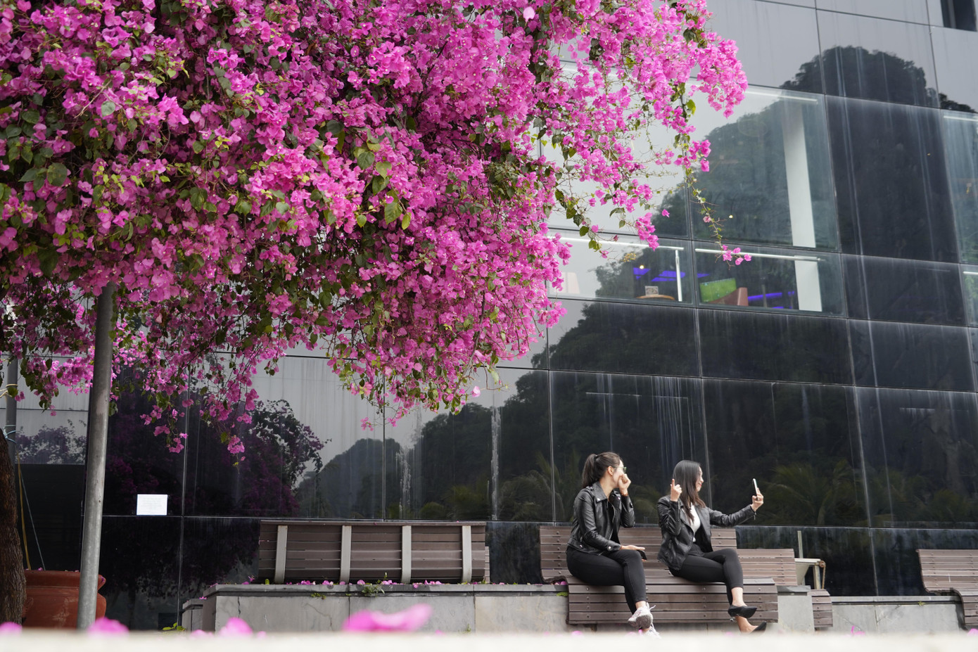 Cây hoa giấy 'hot' nhất Quảng Ninh được giới trẻ săn đón ảnh 6