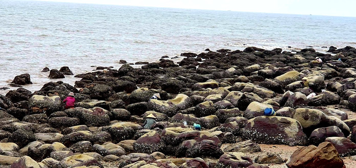 Theo chân người dân Đồ Sơn đi gõ hà biển ngày cuối năm ảnh 9