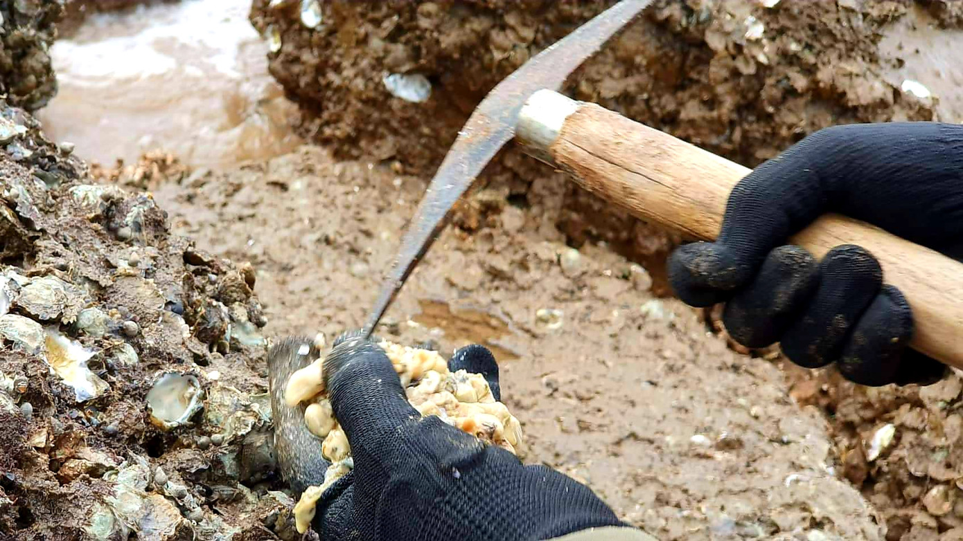 Theo chân người dân Đồ Sơn đi gõ hà biển ngày cuối năm ảnh 8