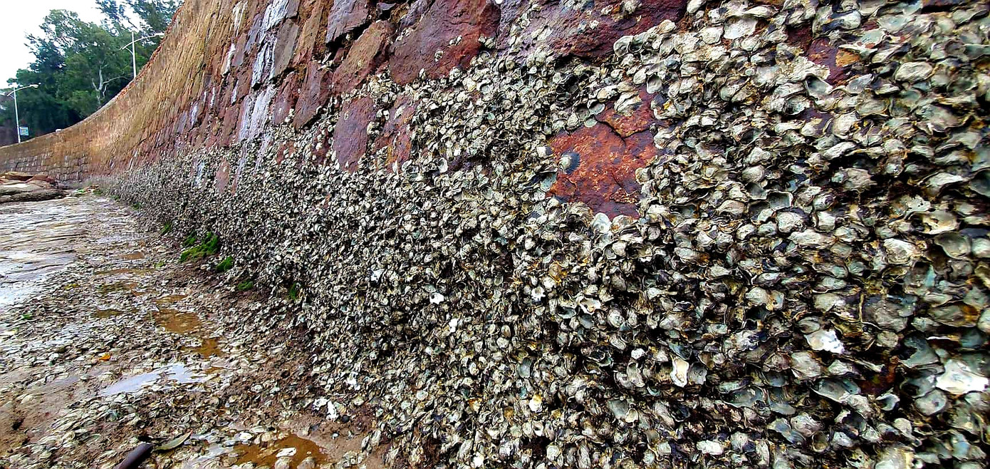 Theo chân người dân Đồ Sơn đi gõ hà biển ngày cuối năm ảnh 2