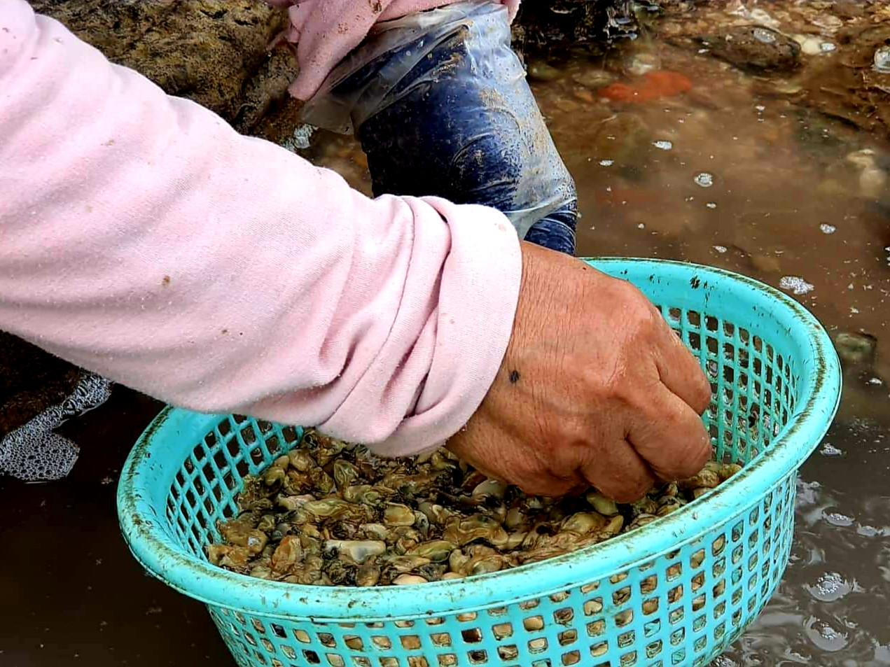 Theo chân người dân Đồ Sơn đi gõ hà biển ngày cuối năm ảnh 11