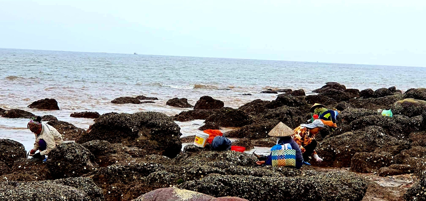 Theo chân người dân Đồ Sơn đi gõ hà biển ngày cuối năm ảnh 10