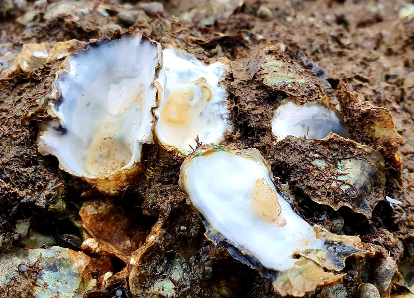 Theo chân người dân Đồ Sơn đi gõ hà biển ngày cuối năm ảnh 1