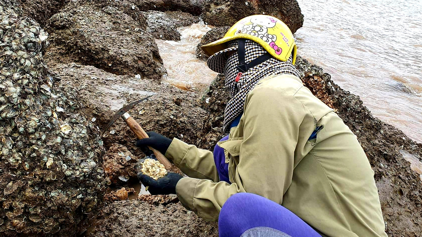 Theo chân người dân Đồ Sơn đi gõ hà biển ngày cuối năm ảnh 5