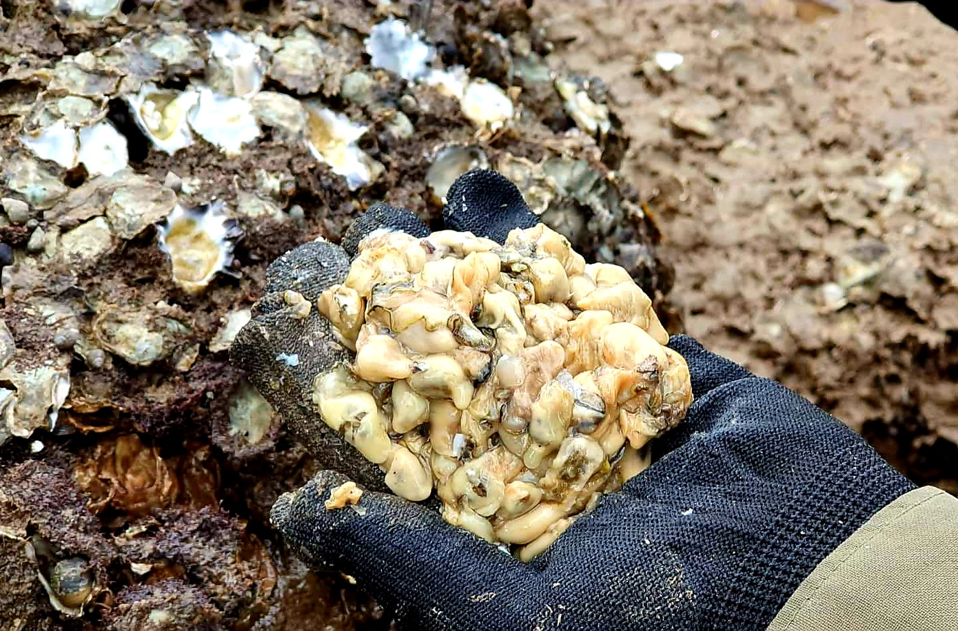 Theo chân người dân Đồ Sơn đi gõ hà biển ngày cuối năm ảnh 7