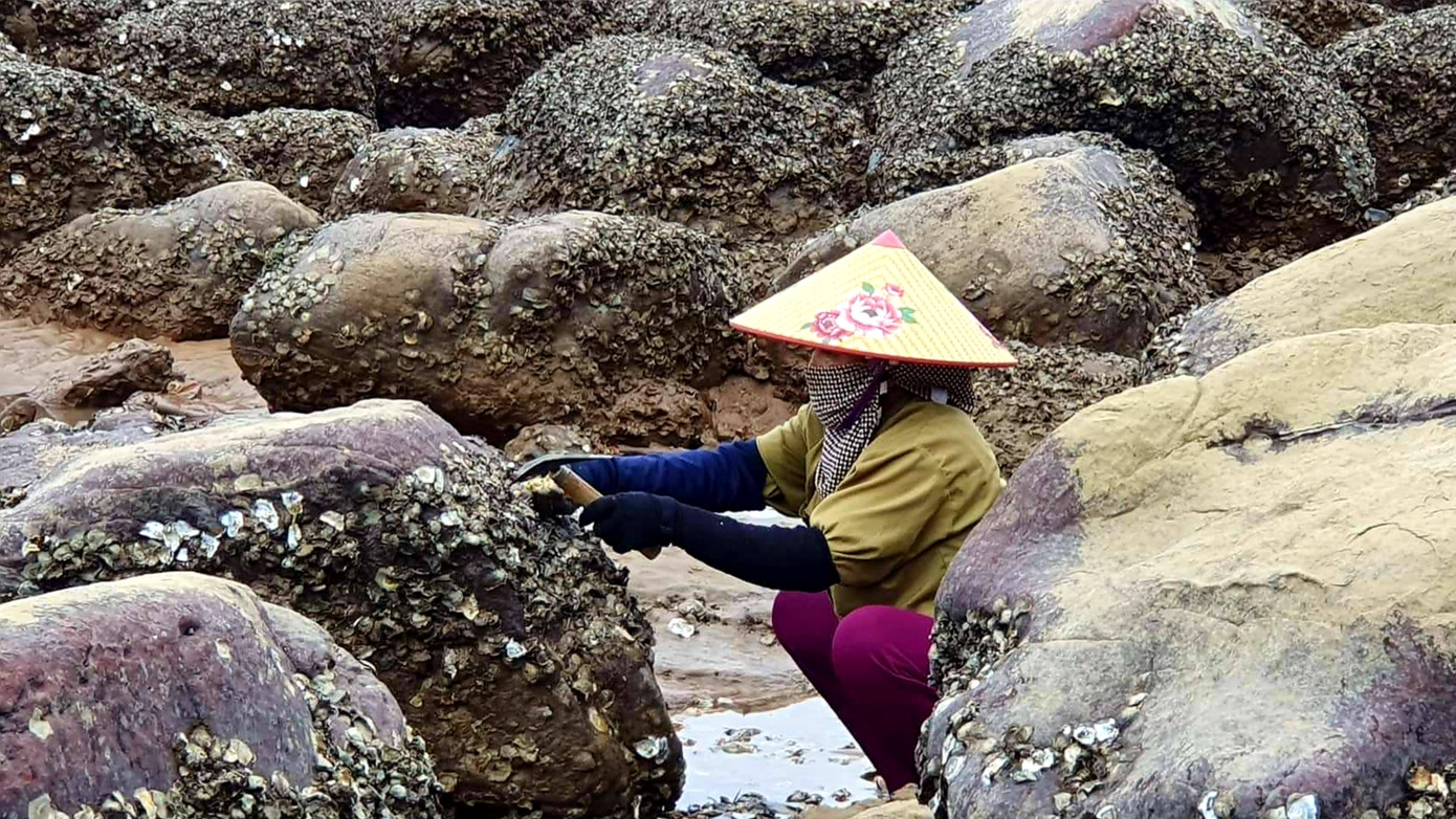 Theo chân người dân Đồ Sơn đi gõ hà biển ngày cuối năm ảnh 4