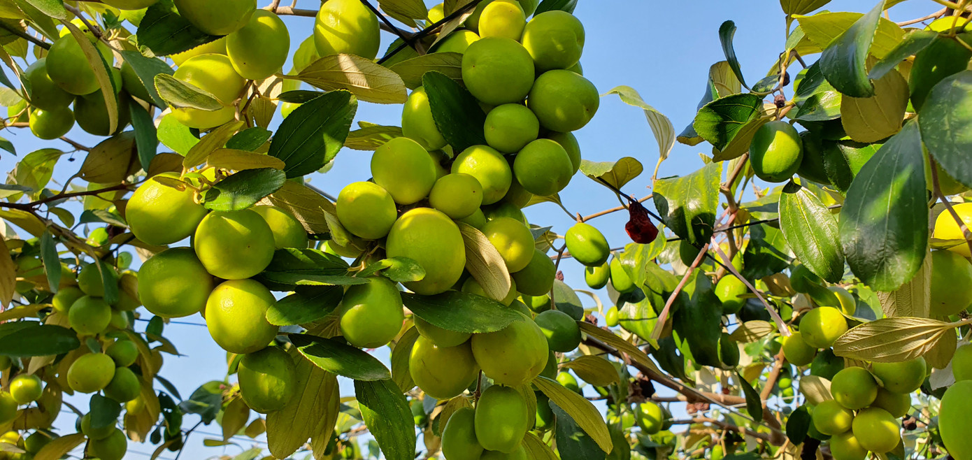 Kỳ lạ: Loại táo giống nho như đúc ở Hải Phòng ảnh 1