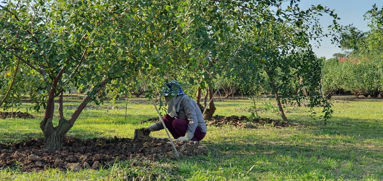 Kỳ lạ: Loại táo giống nho như đúc ở Hải Phòng ảnh 7