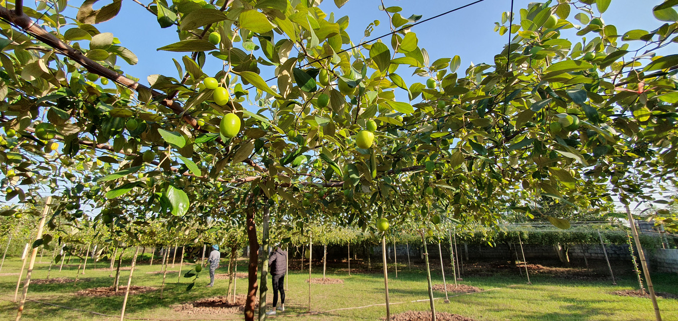 Kỳ lạ: Loại táo giống nho như đúc ở Hải Phòng ảnh 10